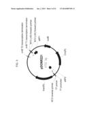 PLANTS HAVING ALTERED AGRONOMIC CHARACTERISTICS UNDER NITROGEN LIMITING     CONDITIONS AND RELATED CONSTRUCTS AND METHODS INVOLVING GENES ENCODING     LNT1 POLYPEPTIDES AND HOMOLOGS THEREOF diagram and image