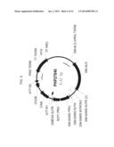 PLANTS HAVING ALTERED AGRONOMIC CHARACTERISTICS UNDER NITROGEN LIMITING     CONDITIONS AND RELATED CONSTRUCTS AND METHODS INVOLVING GENES ENCODING     LNT1 POLYPEPTIDES AND HOMOLOGS THEREOF diagram and image