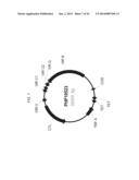 PLANTS HAVING ALTERED AGRONOMIC CHARACTERISTICS UNDER NITROGEN LIMITING     CONDITIONS AND RELATED CONSTRUCTS AND METHODS INVOLVING GENES ENCODING     LNT1 POLYPEPTIDES AND HOMOLOGS THEREOF diagram and image