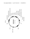 PLANTS HAVING ALTERED AGRONOMIC CHARACTERISTICS UNDER NITROGEN LIMITING     CONDITIONS AND RELATED CONSTRUCTS AND METHODS INVOLVING GENES ENCODING     LNT1 POLYPEPTIDES AND HOMOLOGS THEREOF diagram and image