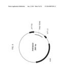 PLANTS HAVING ALTERED AGRONOMIC CHARACTERISTICS UNDER NITROGEN LIMITING     CONDITIONS AND RELATED CONSTRUCTS AND METHODS INVOLVING GENES ENCODING     LNT1 POLYPEPTIDES AND HOMOLOGS THEREOF diagram and image