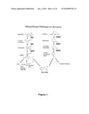 REDUCING LEVELS OF NICOTINIC ALKALOIDS IN PLANTS diagram and image