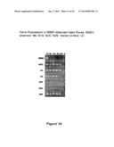 REDUCING LEVELS OF NICOTINIC ALKALOIDS IN PLANTS diagram and image