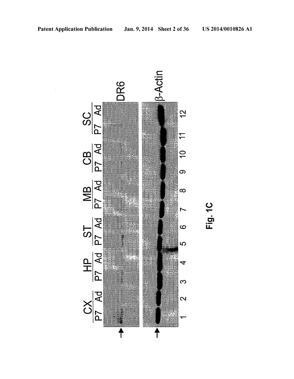 Use of DR6 and p75 Antagonists to Promote Survival of Cells of the Nervous     System - diagram, schematic, and image 03