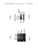 Use of DR6 and p75 Antagonists to Promote Survival of Cells of the Nervous     System diagram and image