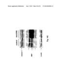 Use of DR6 and p75 Antagonists to Promote Survival of Cells of the Nervous     System diagram and image