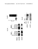 Use of DR6 and p75 Antagonists to Promote Survival of Cells of the Nervous     System diagram and image