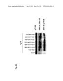 Use of DR6 and p75 Antagonists to Promote Survival of Cells of the Nervous     System diagram and image