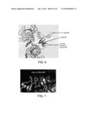 HER-2 PEPTIDES diagram and image