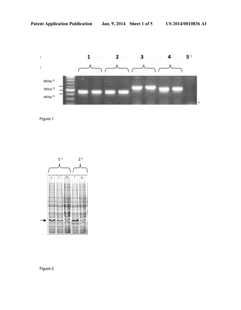 ANTIGENIC GLY1 POLYPEPTIDES - diagram, schematic, and image 02