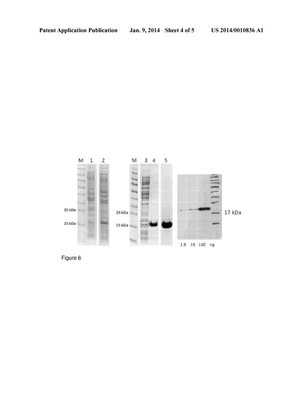 ANTIGENIC GLY1 POLYPEPTIDES - diagram, schematic, and image 05