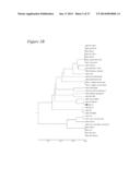 RECOMBINANT MUMPS VIRUS VACCINE diagram and image