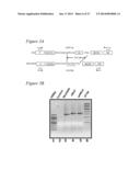 RECOMBINANT MUMPS VIRUS VACCINE diagram and image