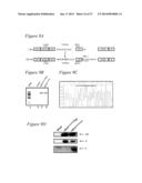 RECOMBINANT MUMPS VIRUS VACCINE diagram and image