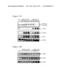 RECOMBINANT MUMPS VIRUS VACCINE diagram and image