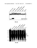 Attenuated Recombinant Alphaviruses Incapable of Replicating in Mosquitoes     and Uses Thereof diagram and image