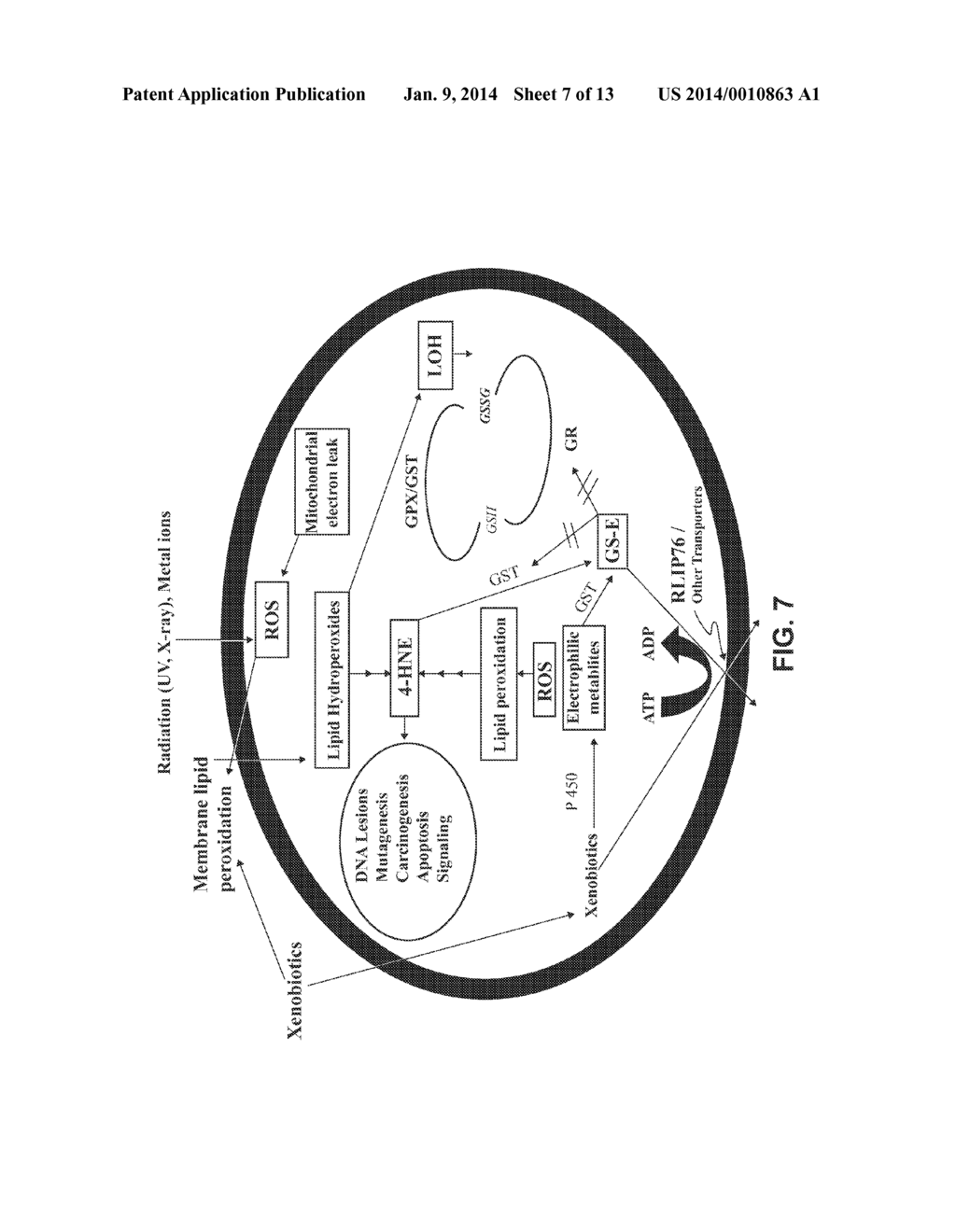 LIPOSOMES FOR PROTECTION AGAINST TOXIC COMPOUNDS - diagram, schematic, and image 08