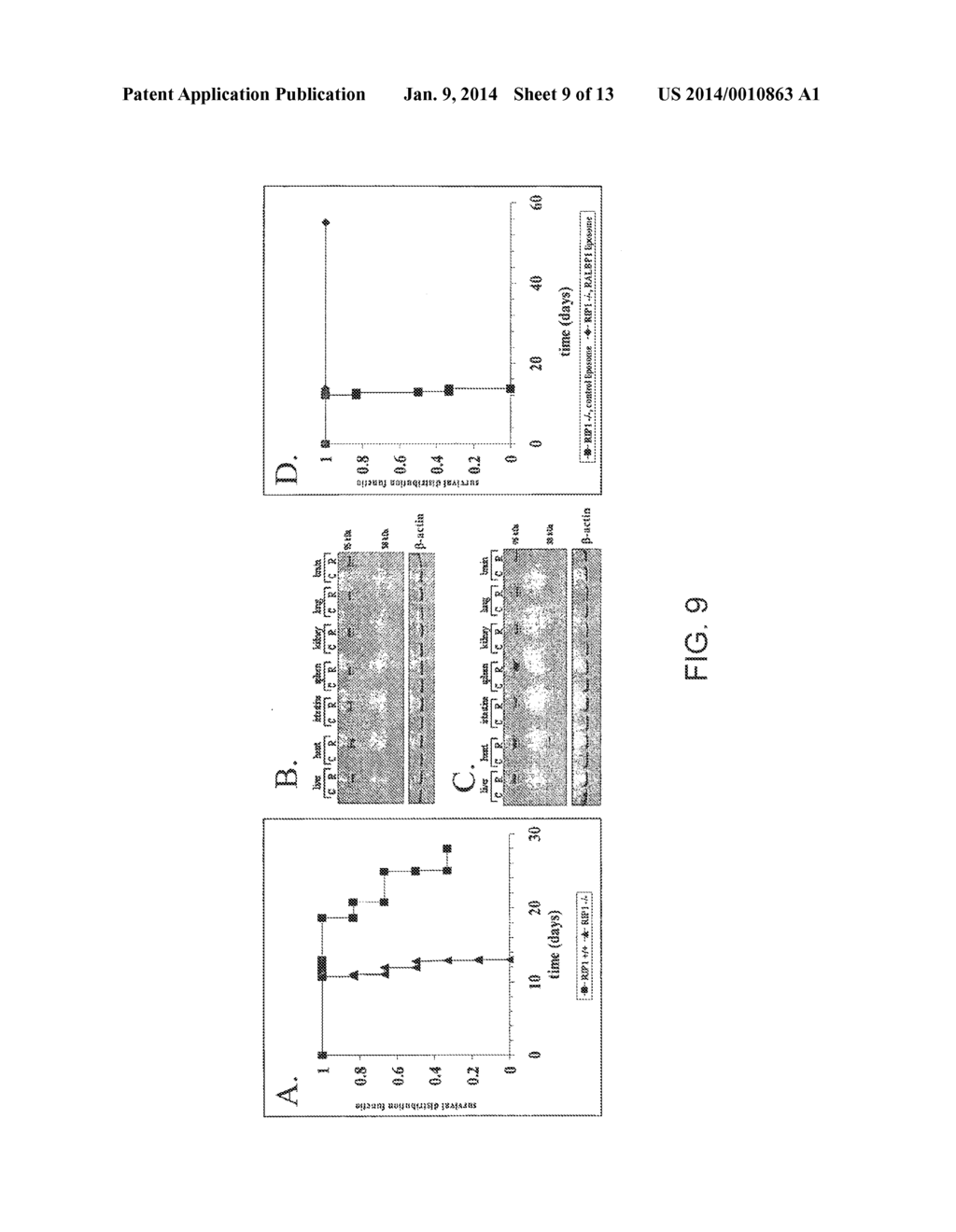 LIPOSOMES FOR PROTECTION AGAINST TOXIC COMPOUNDS - diagram, schematic, and image 10