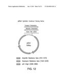 Positive Controls diagram and image