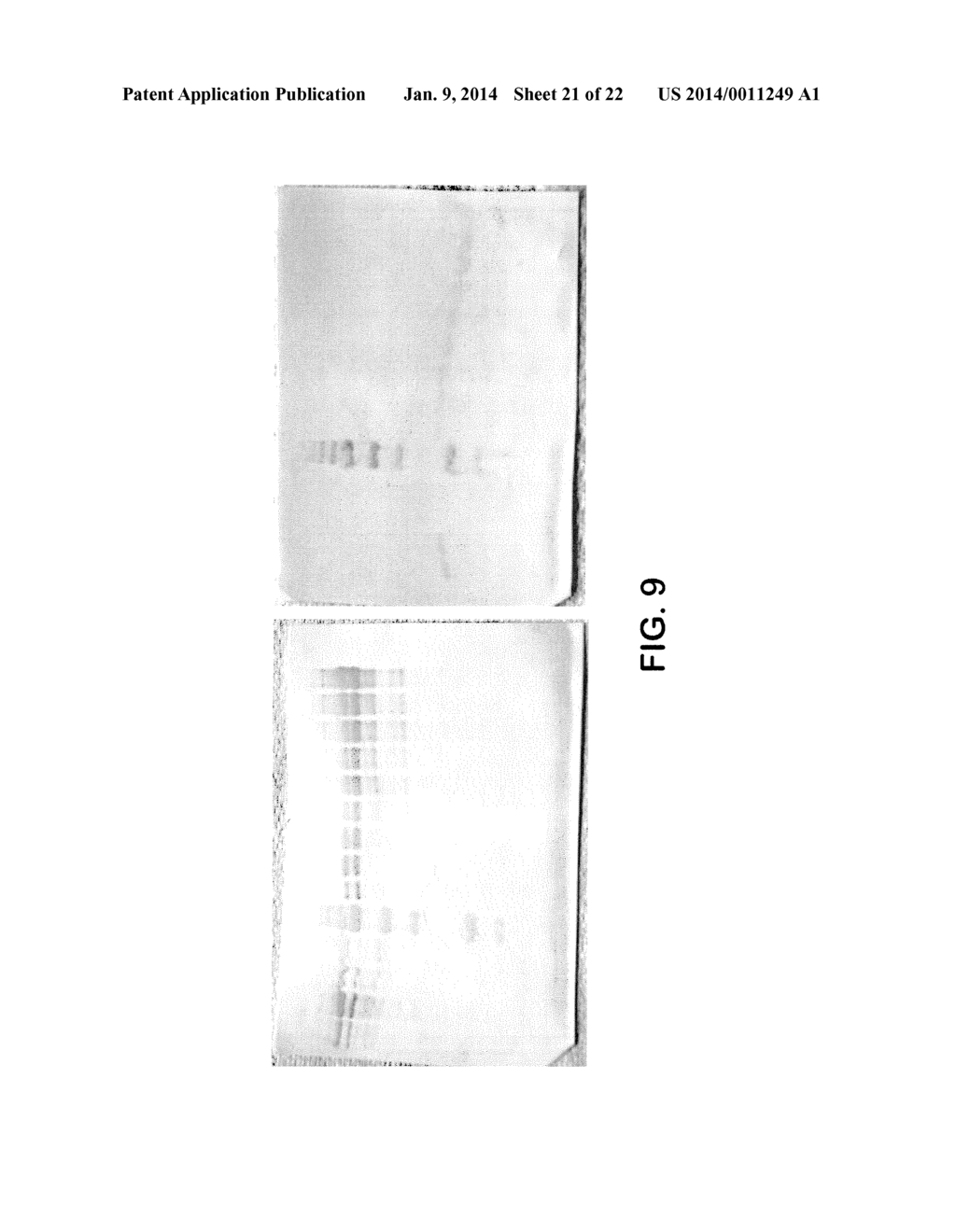 METHODS FOR INCREASING PRODUCT YIELDS - diagram, schematic, and image 22