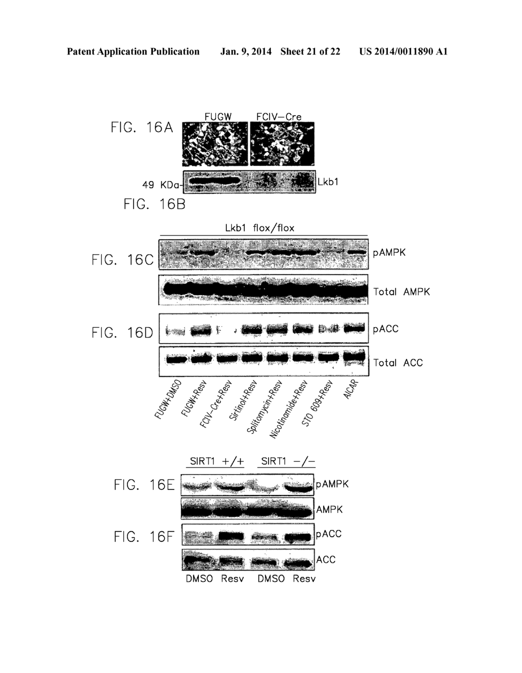 METHODS AND COMPOSITIONS FOR TREATING NEUROPATHIES - diagram, schematic, and image 22