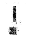 Systems and Methods for Projecting Hyperspectral Images diagram and image