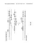 Histidine Engineered Light Chain Antibodies and Genetically Modified     Non-Human Animals for Generating the Same diagram and image