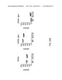 Histidine Engineered Light Chain Antibodies and Genetically Modified     Non-Human Animals for Generating the Same diagram and image