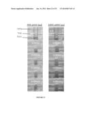 MANIPULATION OF FLUIDS IN THREE-DIMENSIONAL POROUS PHOTONIC STRUCTURES     WITH PATTERNED SURFACE PROPERTIES diagram and image