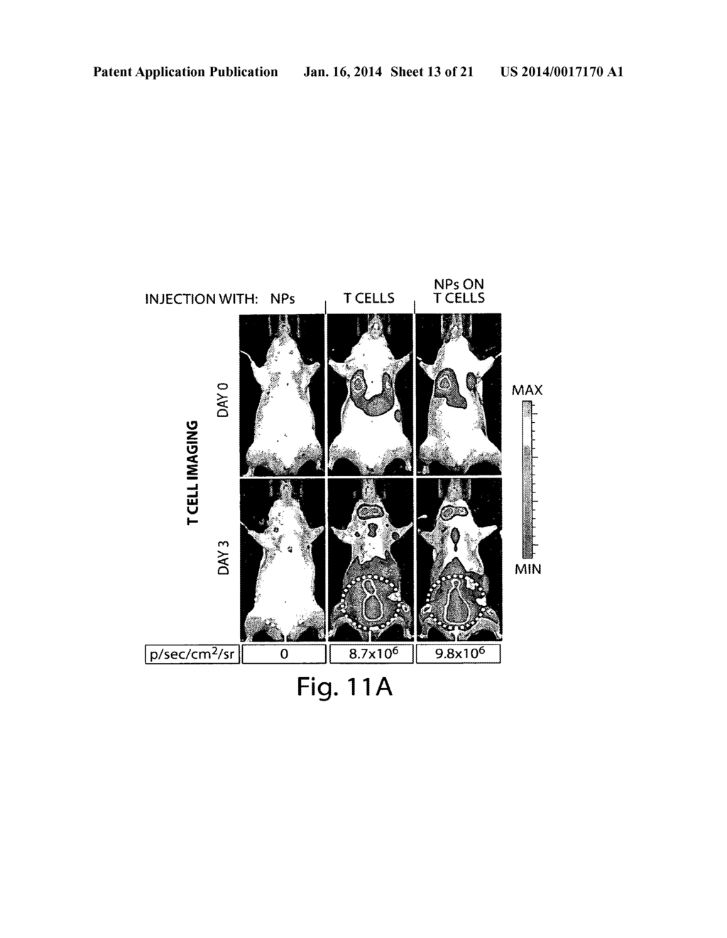 METHODS AND COMPOSITIONS FOR LOCALIZED AGENT DELIVERY - diagram, schematic, and image 14