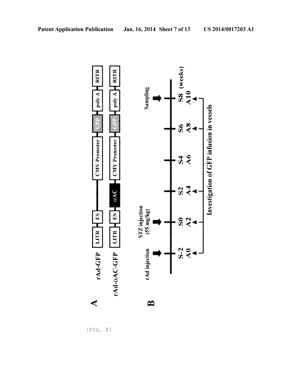 RECOMBINANT ADENOVIRUS EXPRESSING ALPHA-A-CRYSTALLIN GENE AND GENE THERAPY     FOR RETINALVASCULAR DISEASE USING THE SAME - diagram, schematic, and image 08