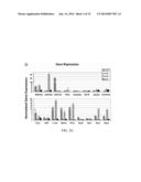 ISOLATION, EXPRESSION AND GUIDED DIFFERENTIATION OF SELF-RENEWING     PROGENITOR CELLS FROM ADULT HUMAN PANCREAS diagram and image