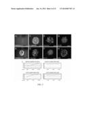 ISOLATION, EXPRESSION AND GUIDED DIFFERENTIATION OF SELF-RENEWING     PROGENITOR CELLS FROM ADULT HUMAN PANCREAS diagram and image