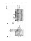 METHODS AND COMPOSITIONS FOR THE TREATMENT OF LYSOSOMAL STORAGE DISEASES diagram and image