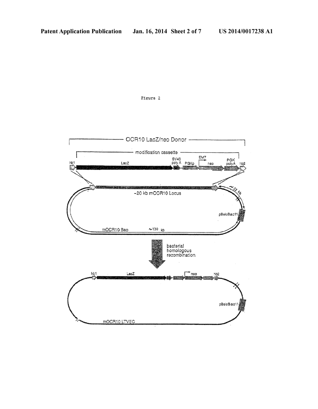 Methods of Modifying Eukaryotic Cells - diagram, schematic, and image 03