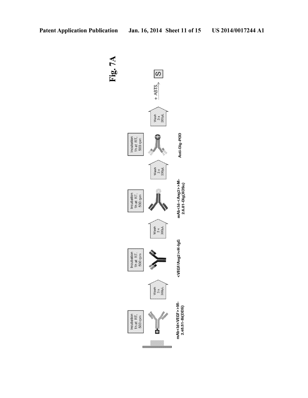 Bispecific Anti-VEGF/Anti-ANG-2 Antibodies and their use in the Treatment     of Ocular Vascular Diseases - diagram, schematic, and image 12