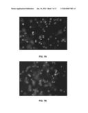 PORATED CARTILAGE PRODUCTS diagram and image