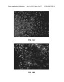 PORATED CARTILAGE PRODUCTS diagram and image