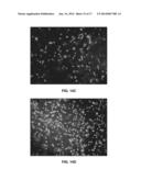 PORATED CARTILAGE PRODUCTS diagram and image