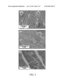 BIOPOLYMER HOOKS TO CREATE COATINGS ON LIPOSOMES diagram and image