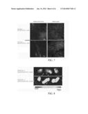 PARTICLE COMPOSITION AND PHARMACEUTICAL COMPOSITION USING PARTICLE     COMPOSITION diagram and image