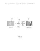 DOPED CHIRAL POLYMER METAMATERIALS diagram and image