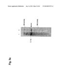 IDENTIFICATION OF SURFACE-ASSOCIATED ANTIGENS FOR TUMOR DIAGNOSIS AND     THERAPY diagram and image