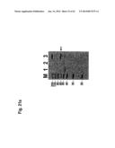 IDENTIFICATION OF SURFACE-ASSOCIATED ANTIGENS FOR TUMOR DIAGNOSIS AND     THERAPY diagram and image