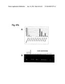 IDENTIFICATION OF SURFACE-ASSOCIATED ANTIGENS FOR TUMOR DIAGNOSIS AND     THERAPY diagram and image