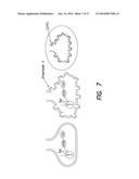 Measuring Subcellular Concentrations in Vivo diagram and image