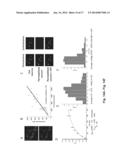 Measuring Subcellular Concentrations in Vivo diagram and image