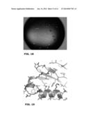 CHIMERIC PDK1 KINASES diagram and image