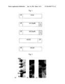 METHOD OF DIAGNOSING CANCER AND DIAGNOSIS KIT USING MEASUREMENT OF NK CELL     ACTIVITY diagram and image