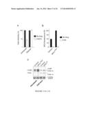 METHODS AND ASSAYS FOR TREATING FILOVIRIDAE INFECTIONS diagram and image